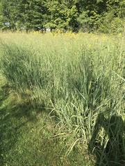Panicum virgatum