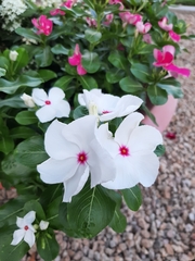 Catharanthus