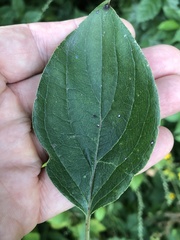 Cornus drummondii