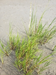 Sporobolus alterniflorus