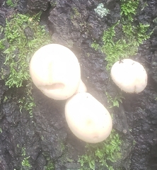 Cryptoporus volvatus