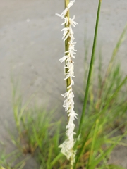 Sporobolus alterniflorus