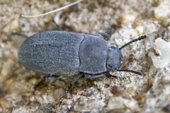 Blapstinus