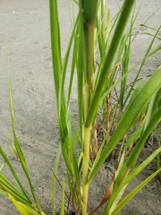 Sporobolus alterniflorus