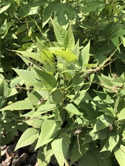 Orbexilum onobrychis