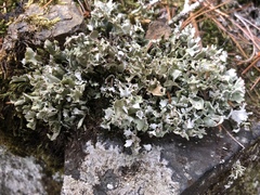 Cladonia turgida