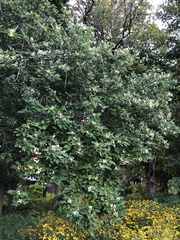 Cornus drummondii