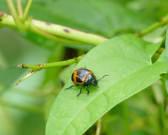 Labidomera clivicollis