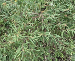 Comptonia peregrina