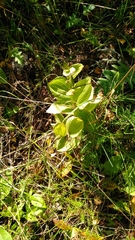 Cypripedium calceolus
