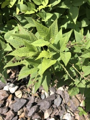 Orbexilum onobrychis