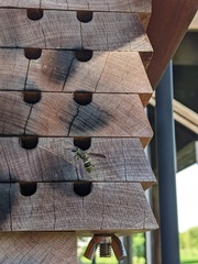 Ancistrocerus antilope