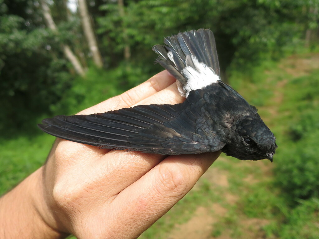 Sao Tome Spinetail