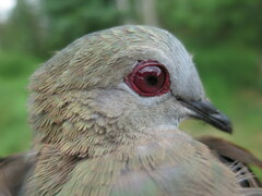 Lemon Dove photo 4