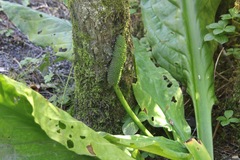 Lysichiton americanus