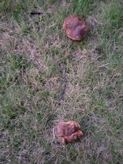 Boletus subvelutipes