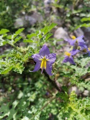Solanum citrullifolium