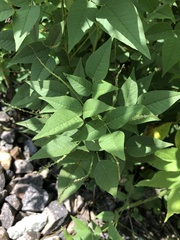 Orbexilum onobrychis