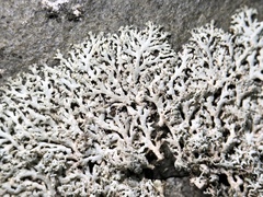 Physcia thomsoniana