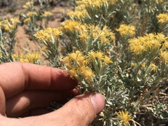 Tetradymia canescens