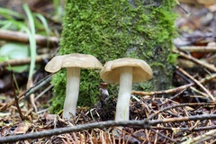 Leccinum holopus