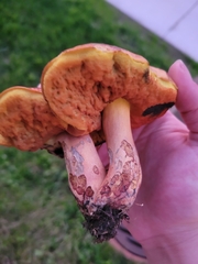 Boletus subvelutipes