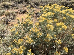 Tetradymia canescens