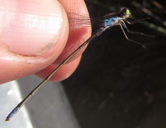 Pseudagrion deningi