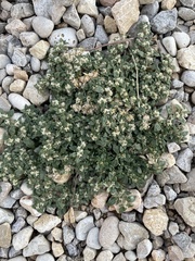 Guilleminea densa