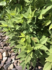 Orbexilum onobrychis