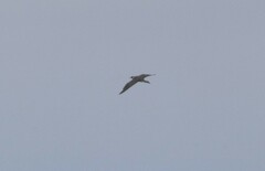 Stercorarius pomarinus