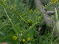Ranunculus repens