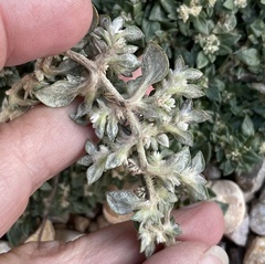 Guilleminea densa
