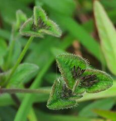 Elephantopus tomentosus