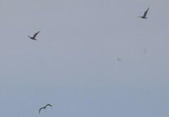 Stercorarius pomarinus