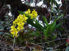 Cyrtochilum macranthum