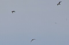 Stercorarius pomarinus