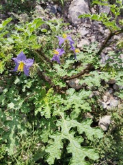 Solanum citrullifolium
