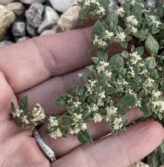 Guilleminea densa
