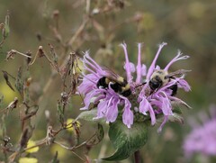 Bombus affinis
