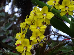 Cyrtochilum macranthum