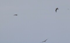 Stercorarius pomarinus