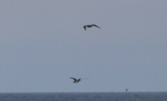 Stercorarius pomarinus