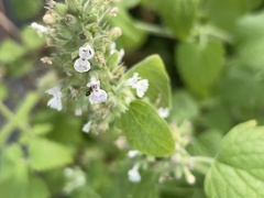 Nepeta cataria