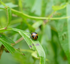 Labidomera clivicollis
