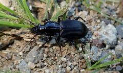 Pterostichus