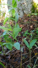 Epipactis atrorubens
