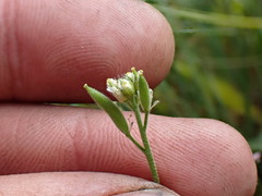 Draba praealta