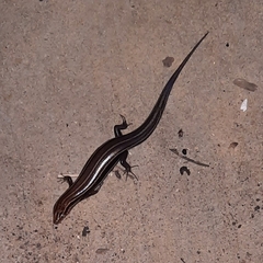 Plestiodon inexpectatus