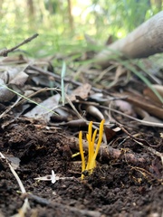 Clavariaceae